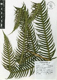 Image of Woodwardia semicordata