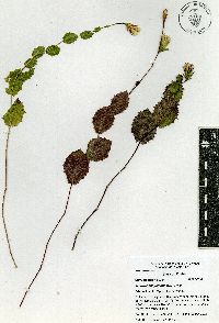 Acourtia huajuapana image