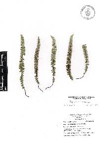 Asplenium castaneum image