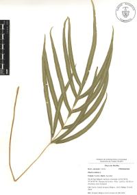 Pteris cretica image