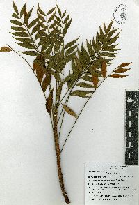 Image of Pseudosmodingium andrieuxii
