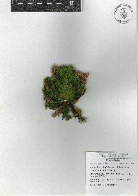 Selaginella lepidophylla image