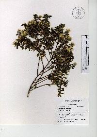 Baccharis conferta image