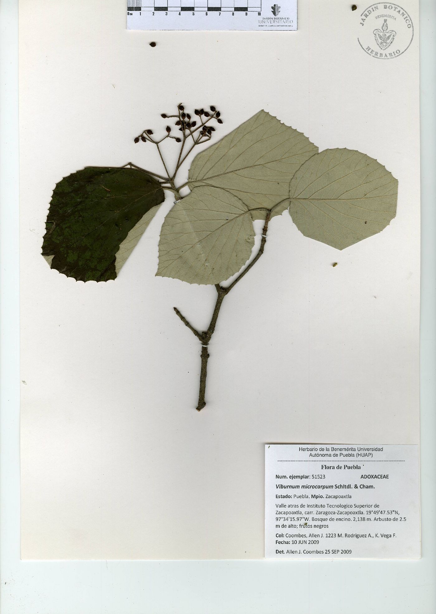 Viburnum microcarpum image