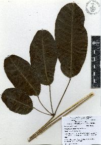 Image of Heptapleurum actinophyllum