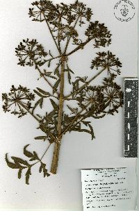 Prionosciadium thapsoides image