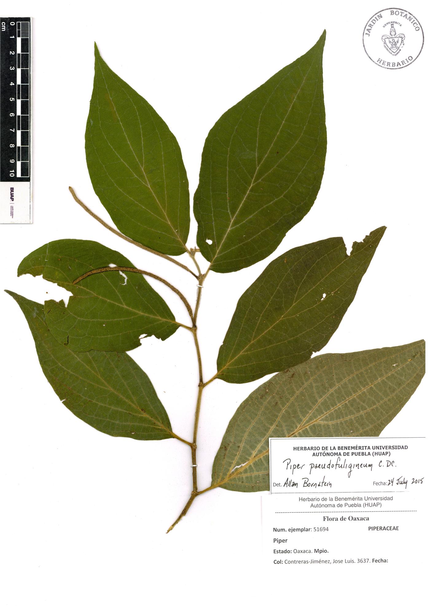 Piper pseudofuligineum image