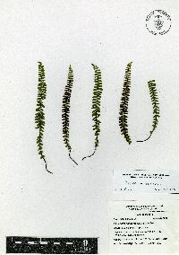 Asplenium castaneum image