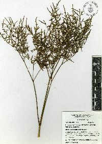 Arracacia tolucensis var. multifida image