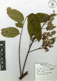 Toxicodendron striatum image