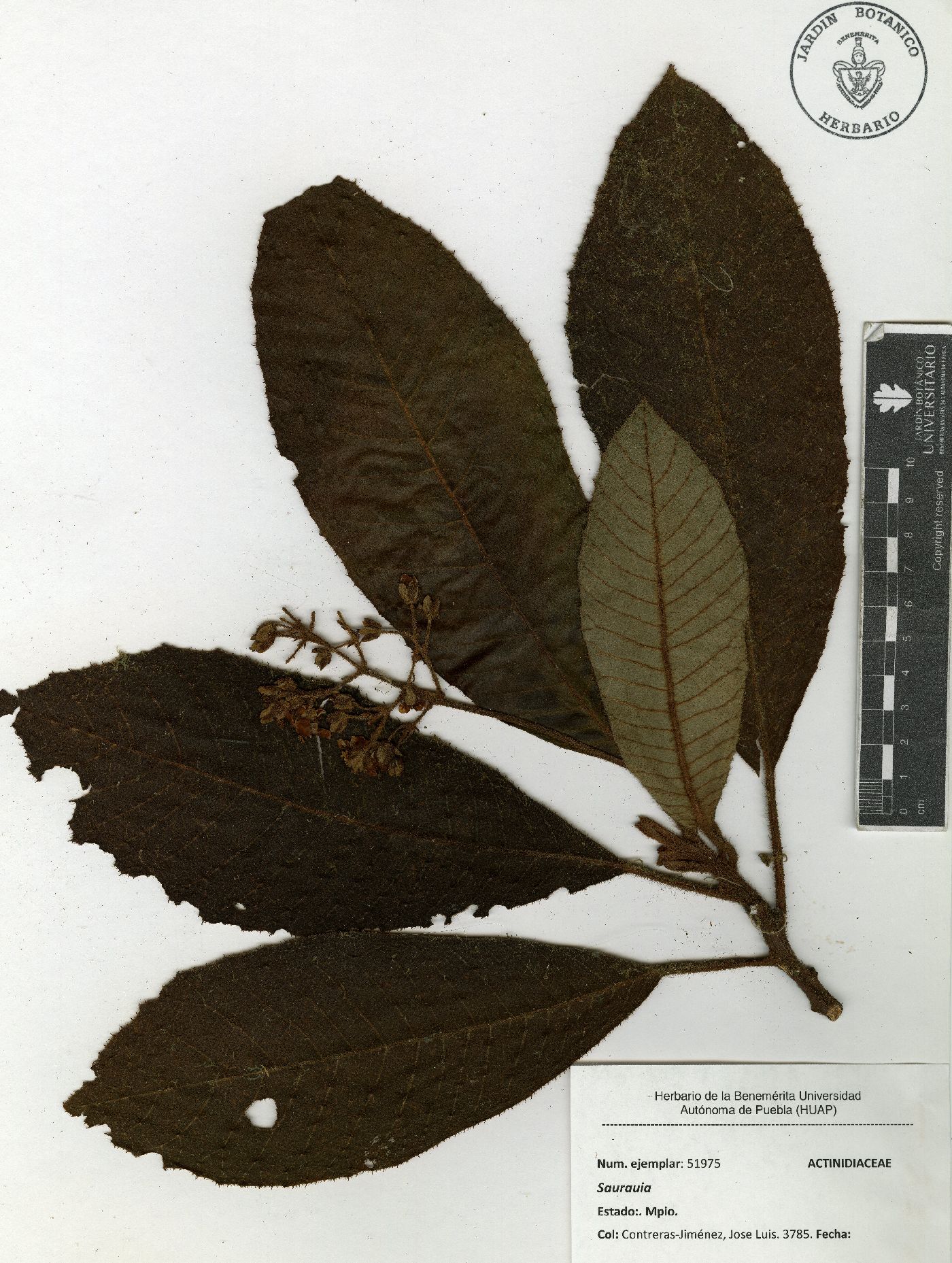 Saurauia villosa image