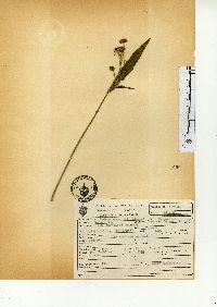 Bidens aurea image