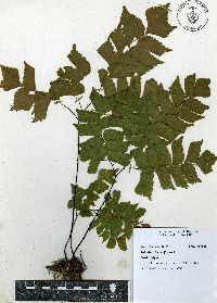 Adiantum trapeziforme image