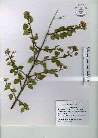 Ageratina tomentella image