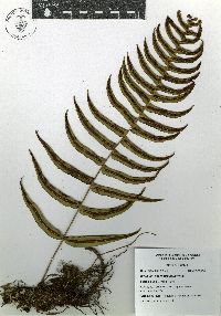 Blechnum appendiculatum image