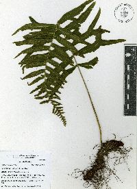 Polypodium subpetiolatum image