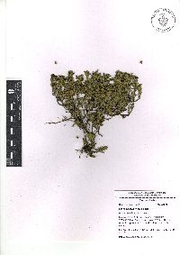 Salvia axillaris image