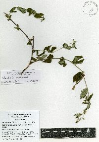 Image of Mandevilla oaxacensis