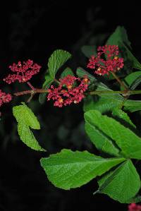 Cissus microcarpa image