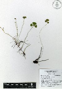 Marsilea mollis image