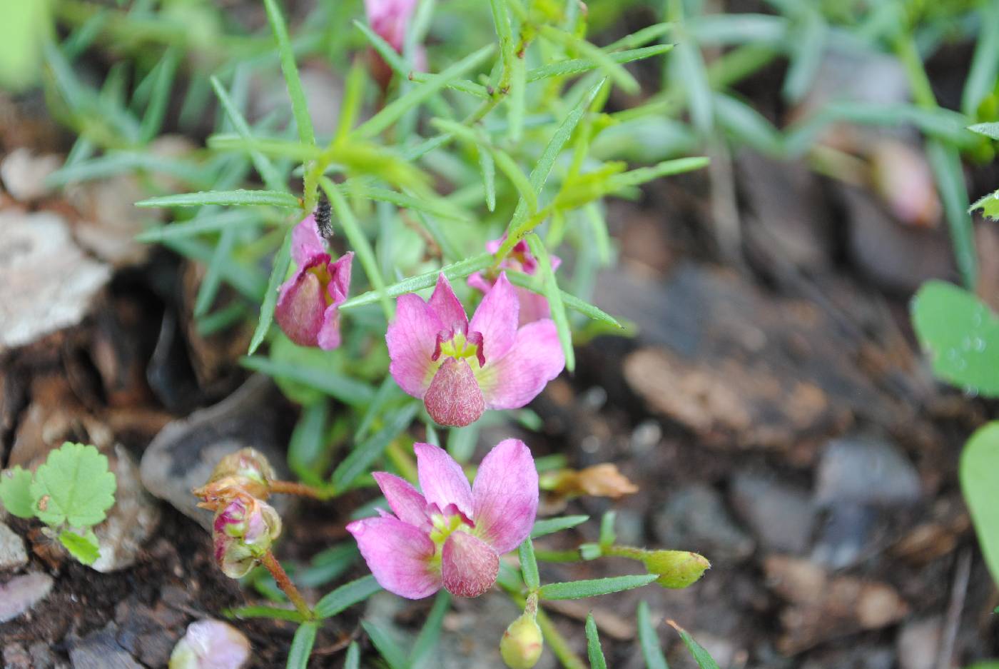 Krameria secundiflora image