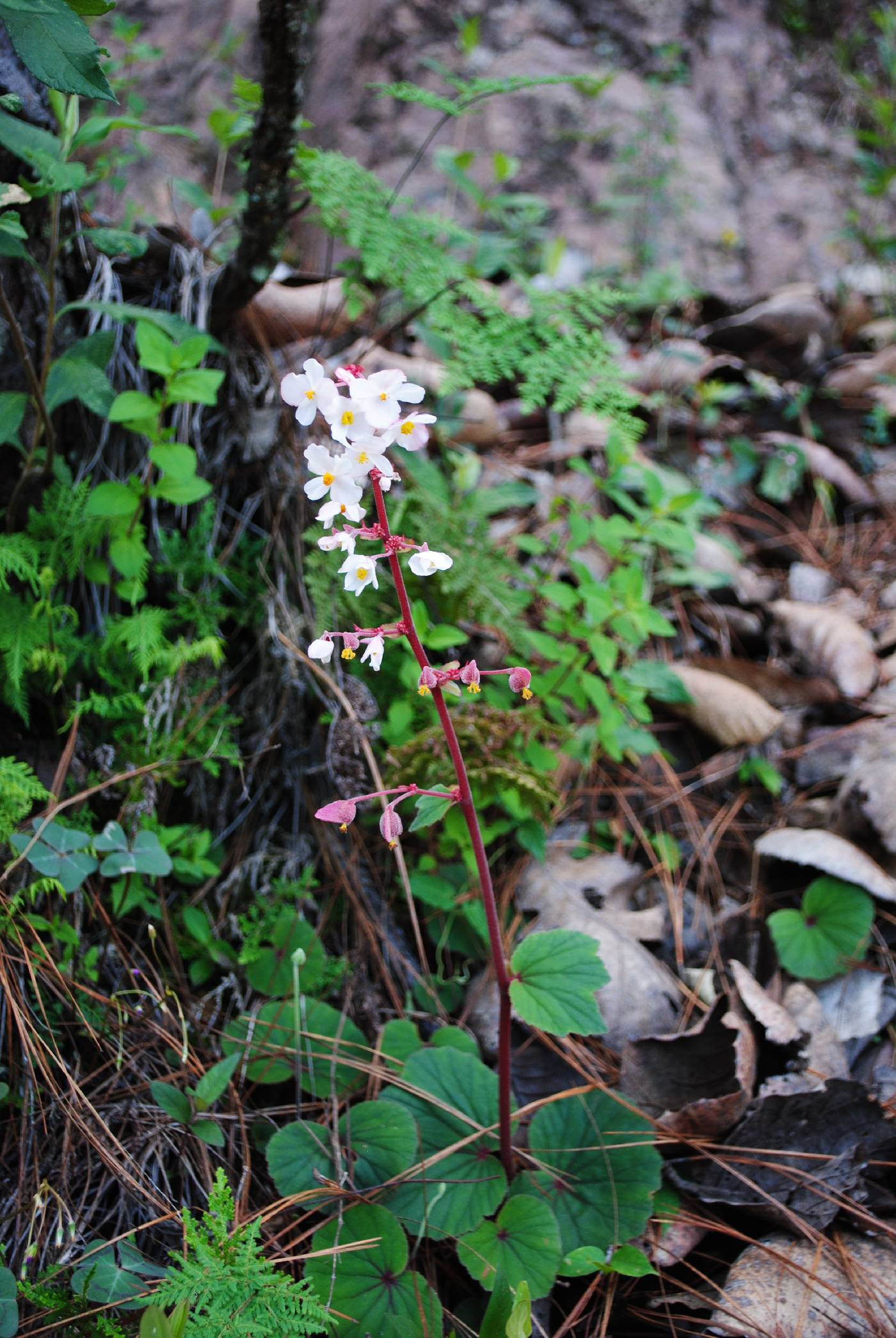 Begonia balmisiana image