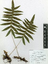 Polypodium arcanum image