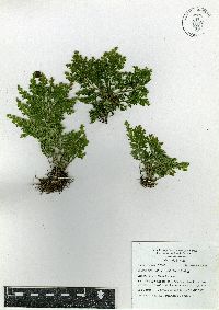 Selaginella pallescens image