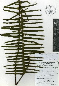 Pecluma bourgeauana image