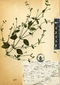 Dicliptera peduncularis image