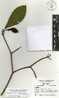 Tabernaemontana glabra image