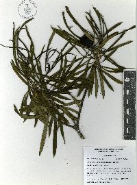 Cascabela thevetioides image