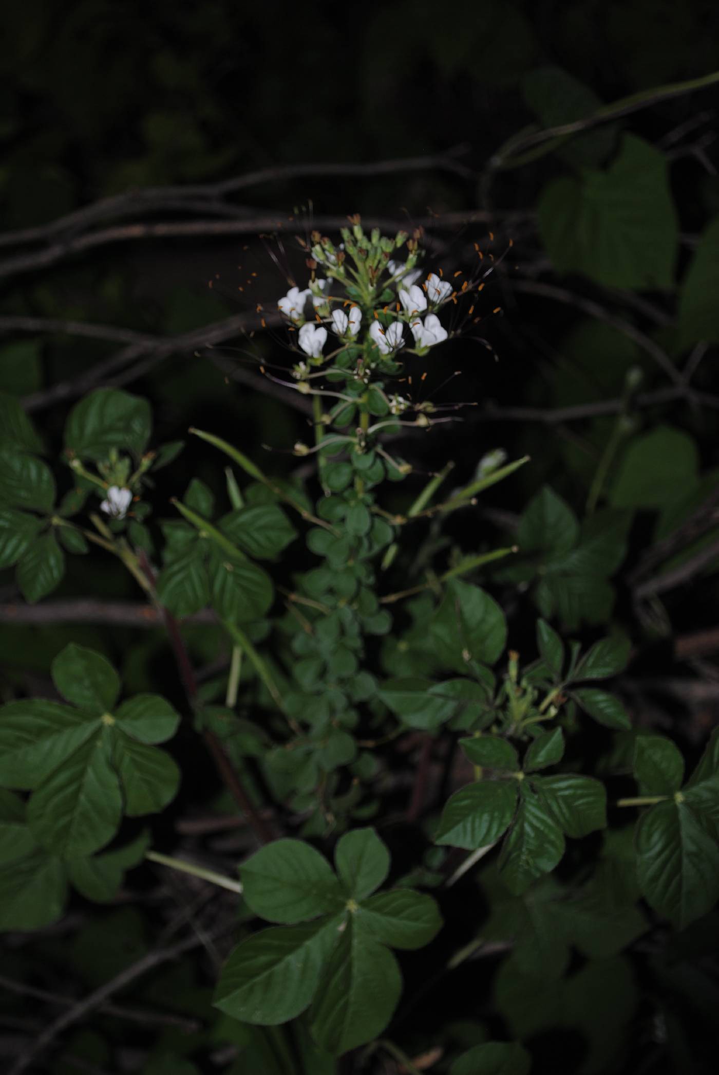 Cleoserrata speciosa image