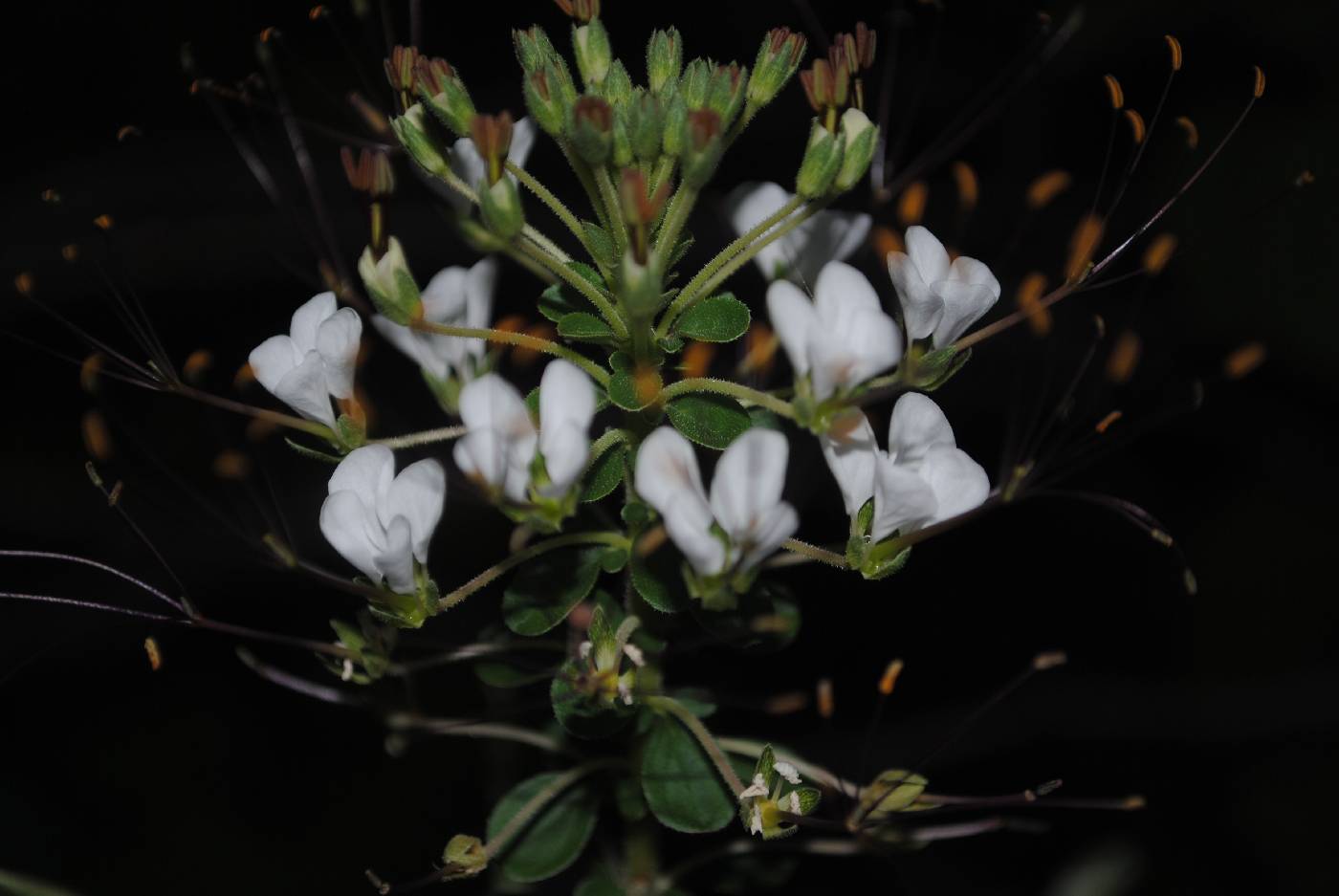 Cleoserrata speciosa image