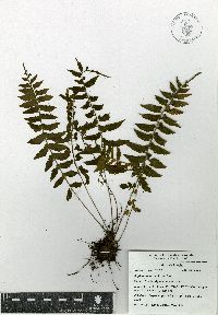 Asplenium auriculatum image