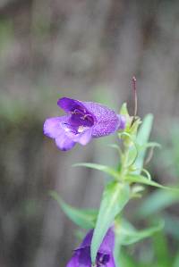 Penstemon gentianoides image