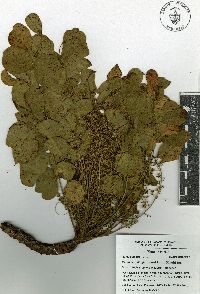 Pseudosmodingium perniciosum image