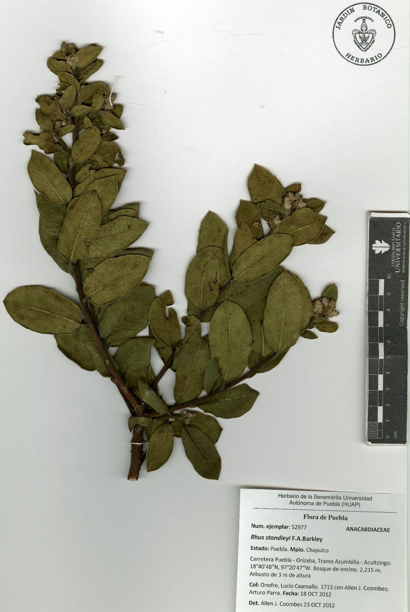 Rhus standleyi image