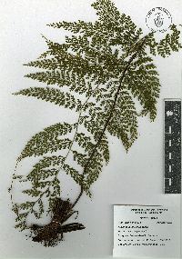 Asplenium uniseriale image