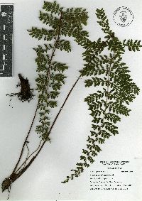 Asplenium uniseriale image