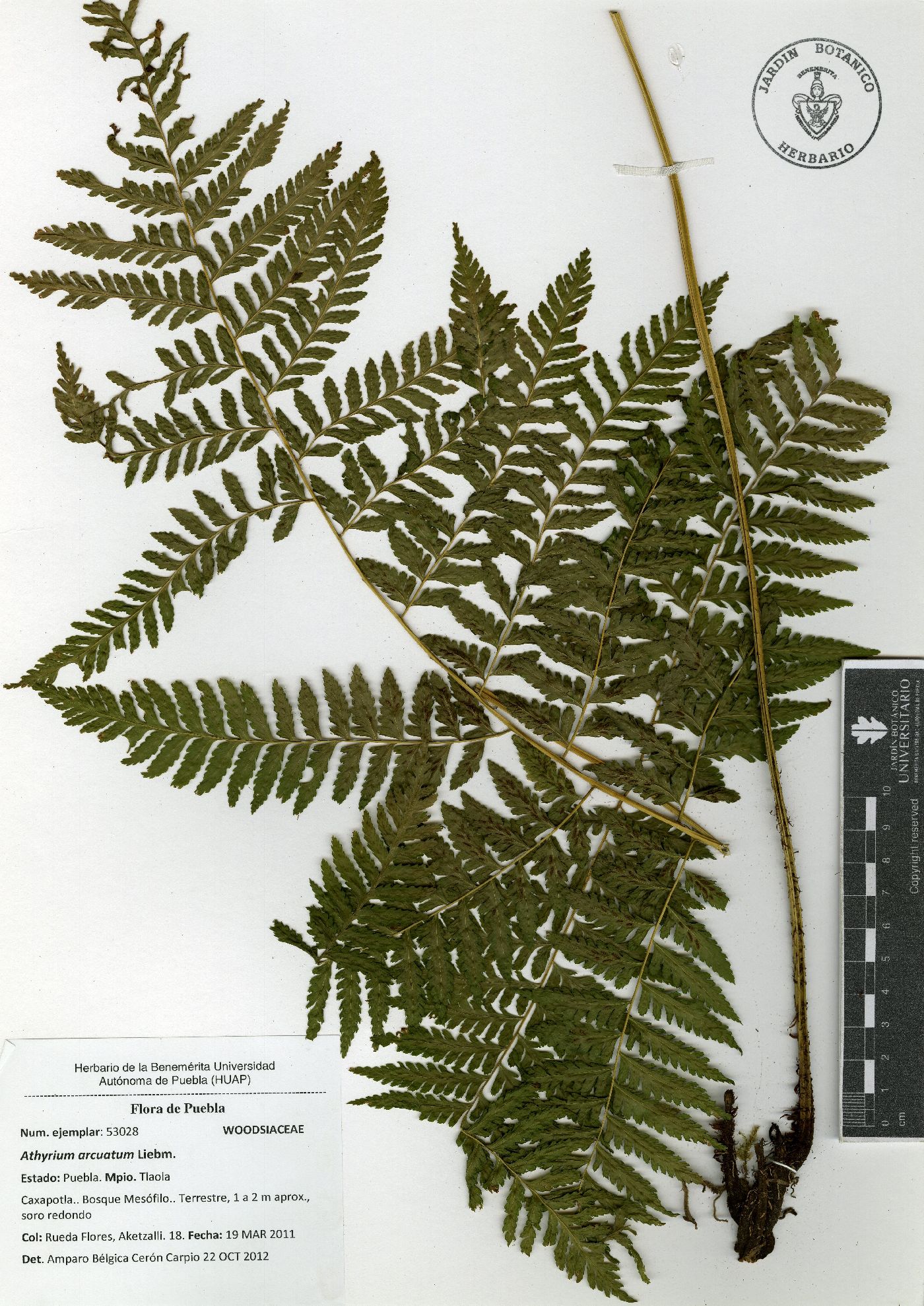 Athyrium arcuatum image