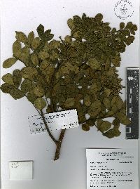 Rhus pachyrrhachis image