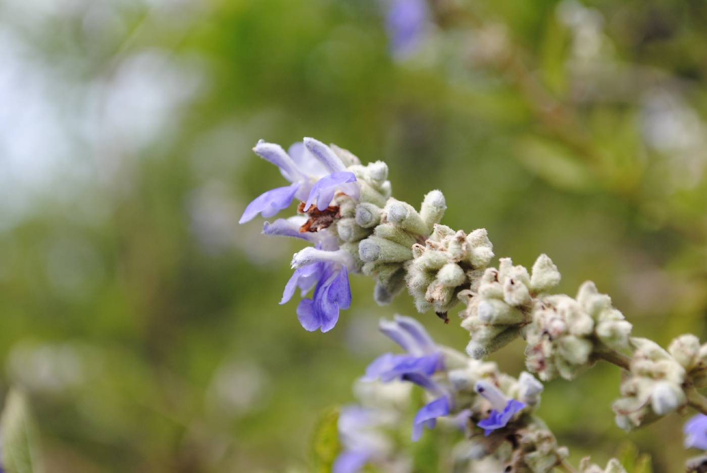 Salvia boegei image