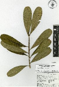 Cascabela ovata image