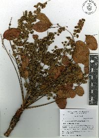 Pseudosmodingium perniciosum image