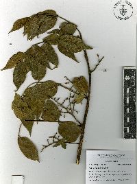 Rhus schiedeana image