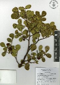 Rhus chondroloma subsp. chondroloma image