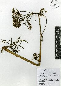 Arracacia tolucensis image