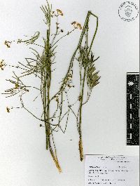 Donnellsmithia juncea image