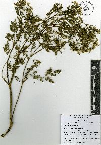 Conium maculatum image